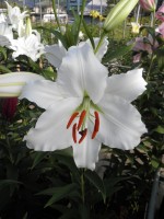 [1868 RobinVanGalen Mak No01.JPG]